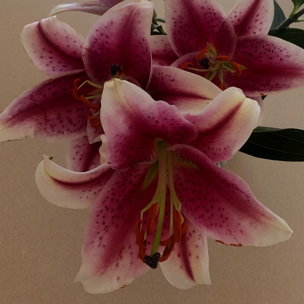 Meet your Posher, Michelle